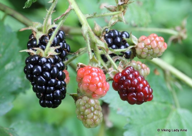 1-blackberries