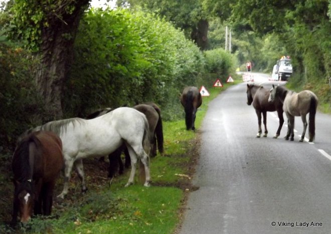 Traffic jam in the New Forest.